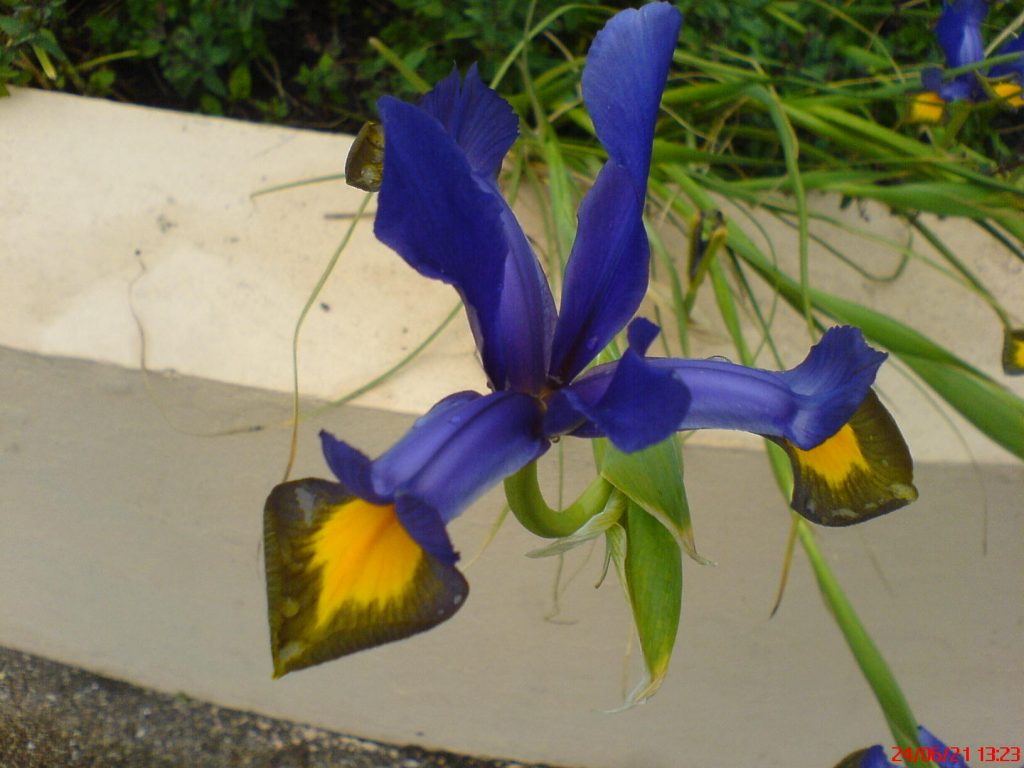 Purple and yellow flower