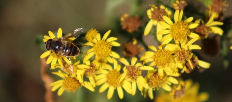 Photo of bee on flowers