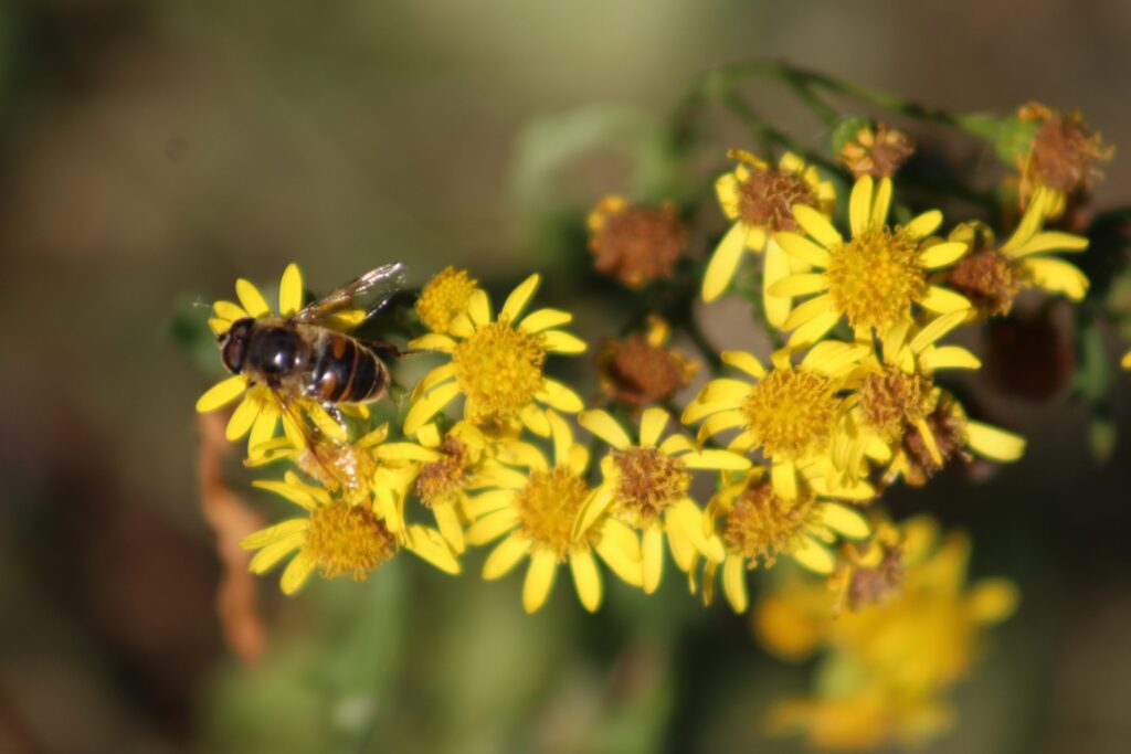 Photo of bee on flowers