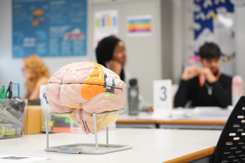 Brain model in classroom